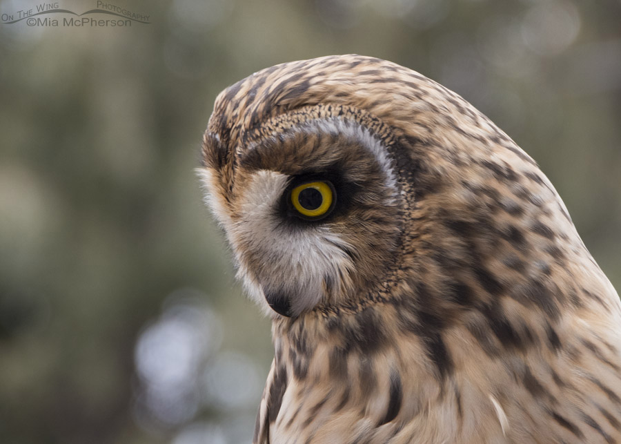 Galileo the Short-eared Owl outside, Salt Lake County, Utah