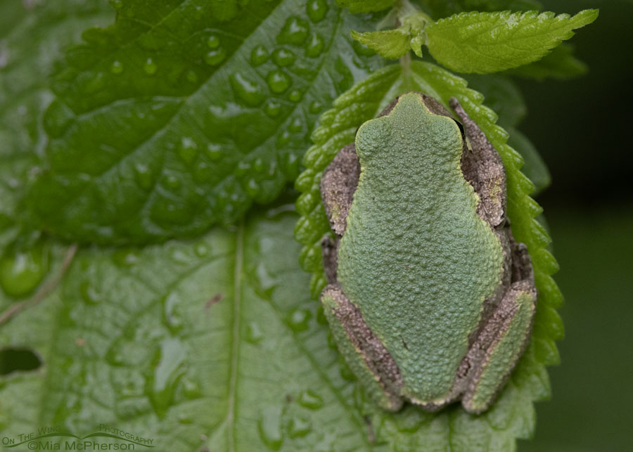 Gray Treefrog on a green leaf, Sequoyah National Wildlife Refuge, Oklahoma