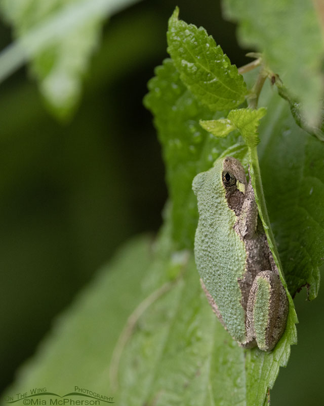 Gray Treefrog side view, Sequoyah National Wildlife Refuge, Oklahoma