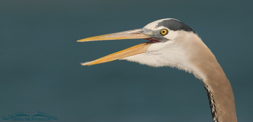 Squawking Great Blue Heron, Fort De Soto County Park, Pinellas County, Florida