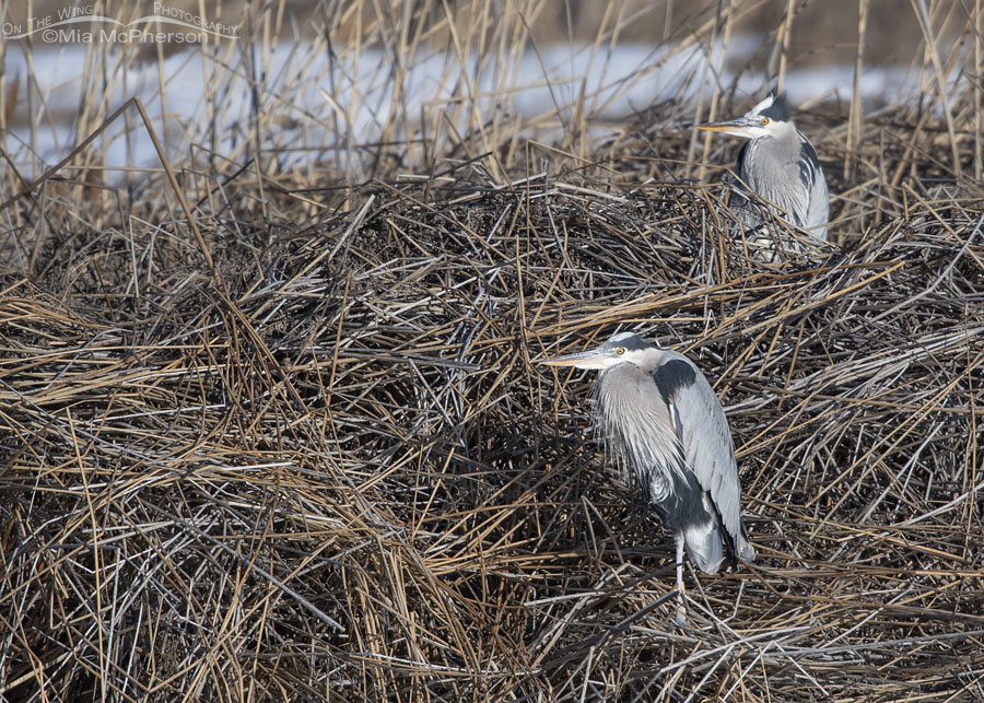 Great Blue Herons seeking shelter from the wind, Bear River Migratory Bird Refuge, Box Elder County, Utah