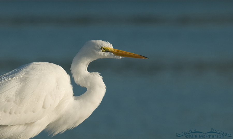 Great Egret close up, Fort De Soto County Park, Pinellas County, Florida