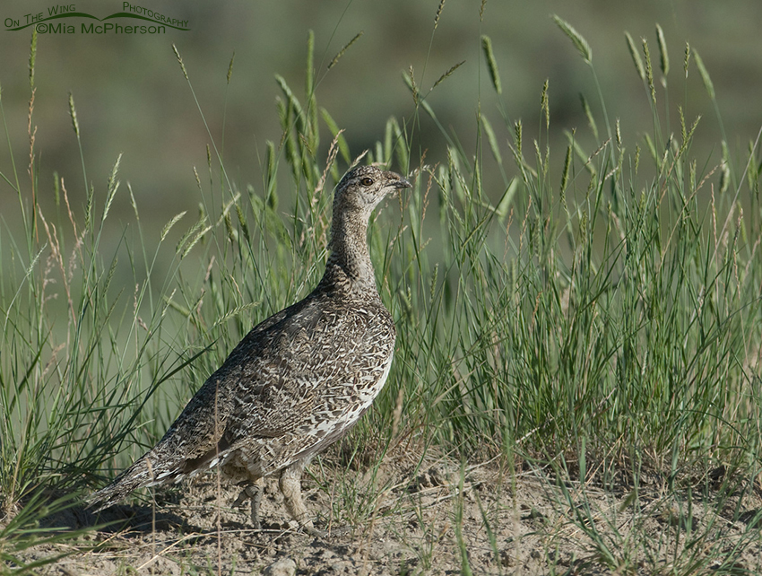 Female Greater Sage-Grouse in East Canyon, Morgan County, Utah