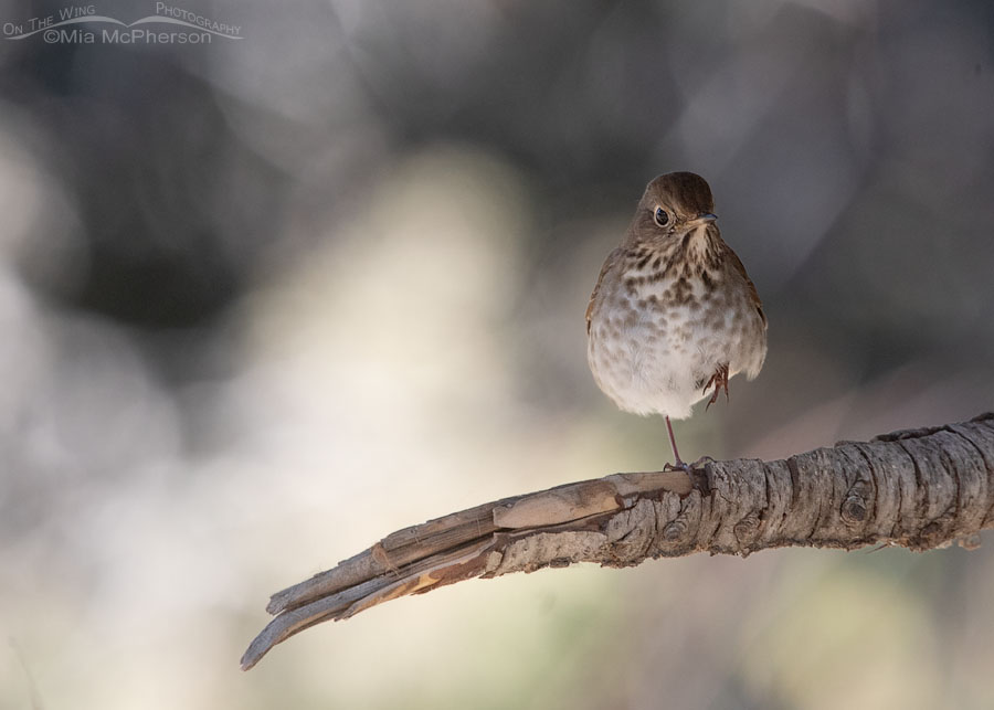 Hermit Thrush standing on one leg, West Desert, Tooele County, Utah