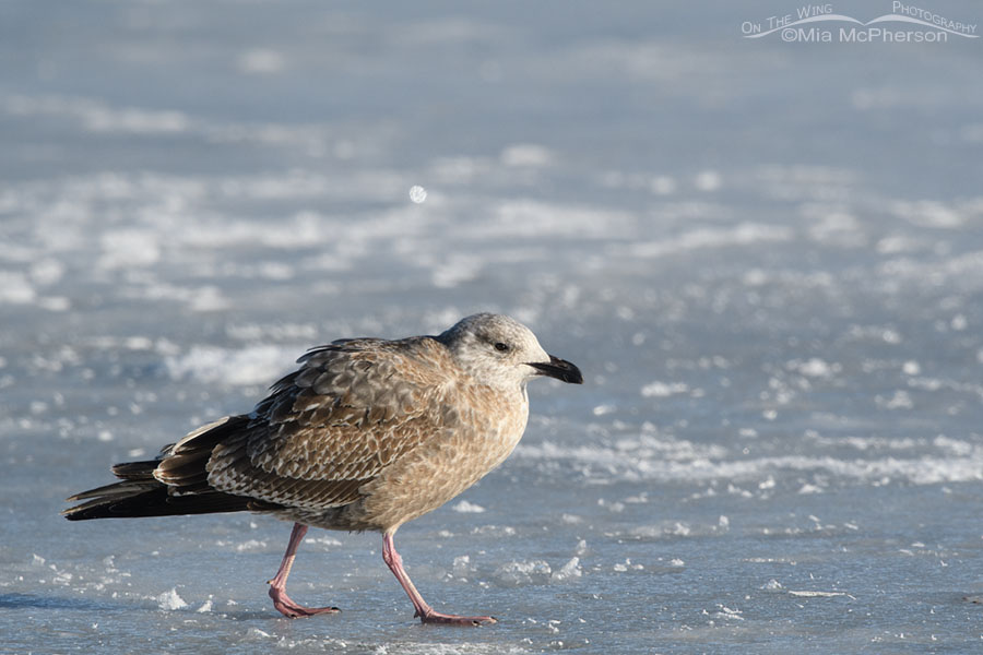 First winter Herring Gull walking on ice, Bear River Migratory Bird Refuge, Box Elder County, Utah