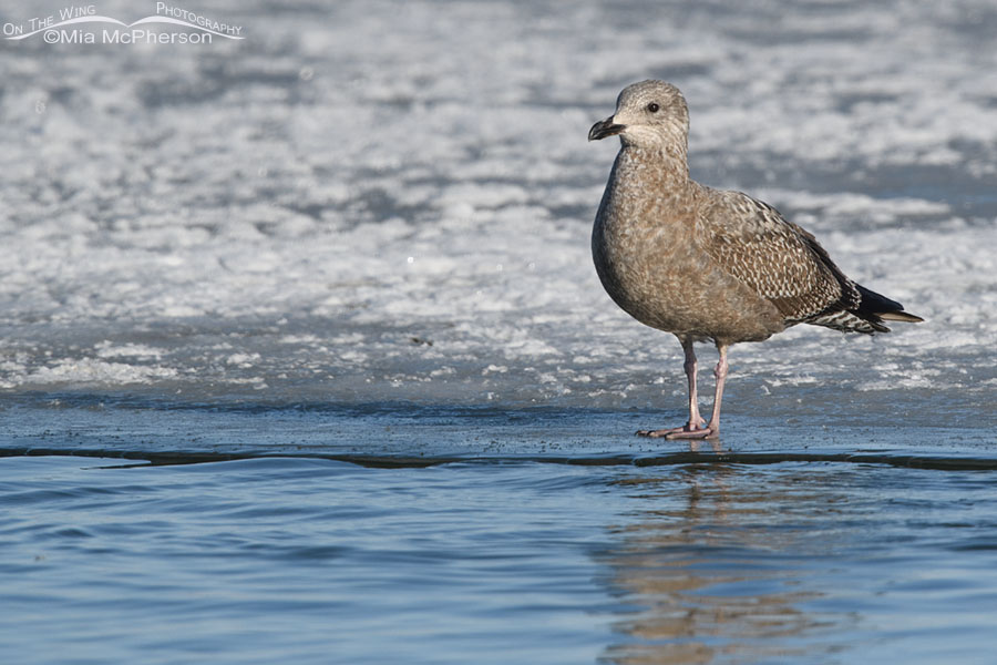 First winter Herring Gull on ice, Bear River Migratory Bird Refuge, Box Elder County, Utah