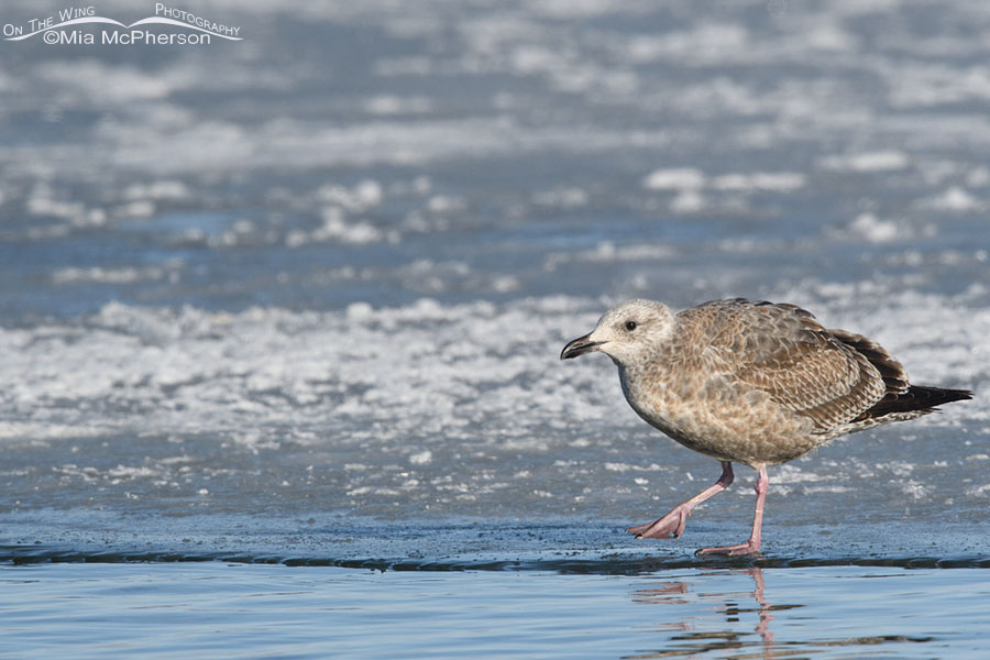 First cycle Herring Gull on ice, Bear River Migratory Bird Refuge, Box Elder County, Utah