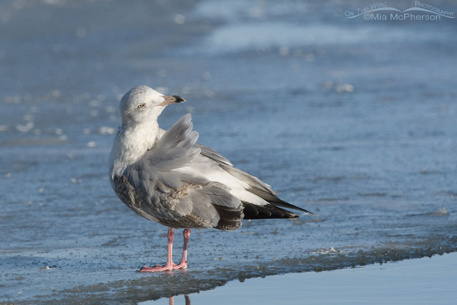 Third cycle Herring Gull preening, Bear River Migratory Bird Refuge, Box Elder County, Utah