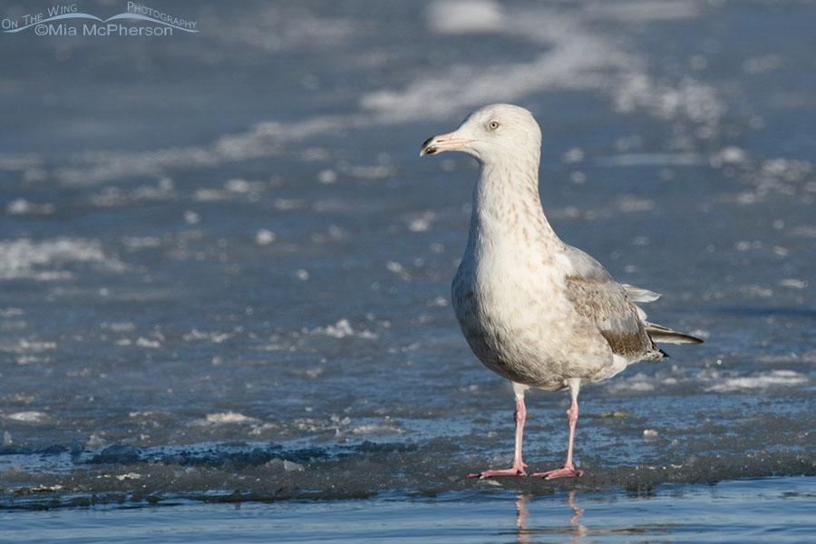 Third winter Herring Gull standing on ice, Bear River Migratory Bird Refuge, Box Elder County, Utah