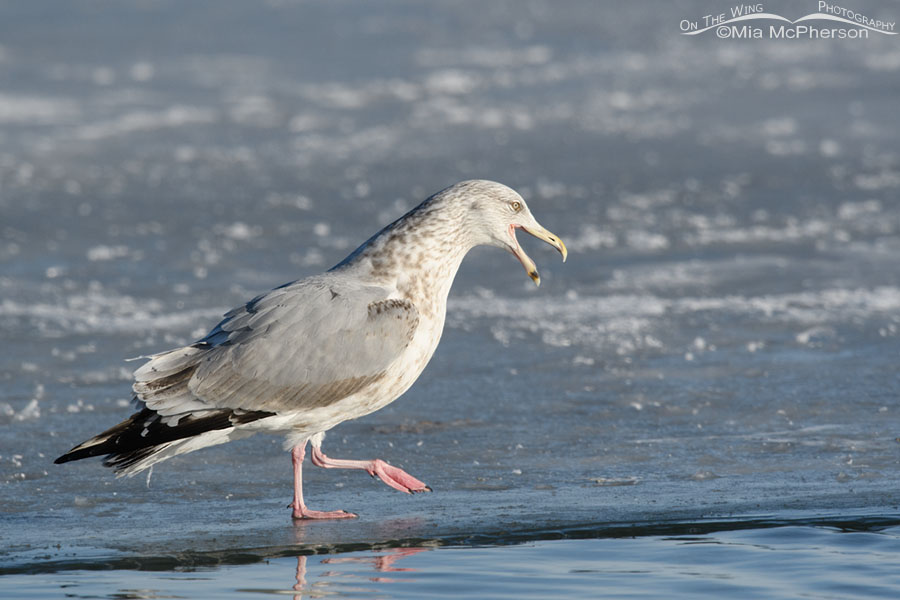 Third winter Herring Gull calling, Bear River Migratory Bird Refuge, Box Elder County, Utah