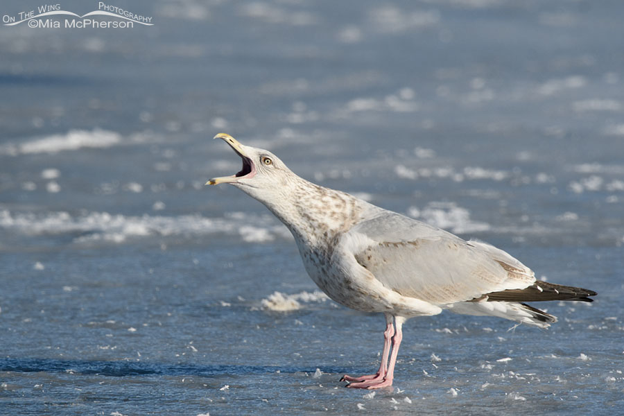 Calling third cycle Herring Gull, Bear River Migratory Bird Refuge, Box Elder County, Utah