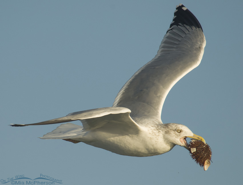 Herring Gull with Urchin, Fort De Soto County Park, Pinellas County, Florida