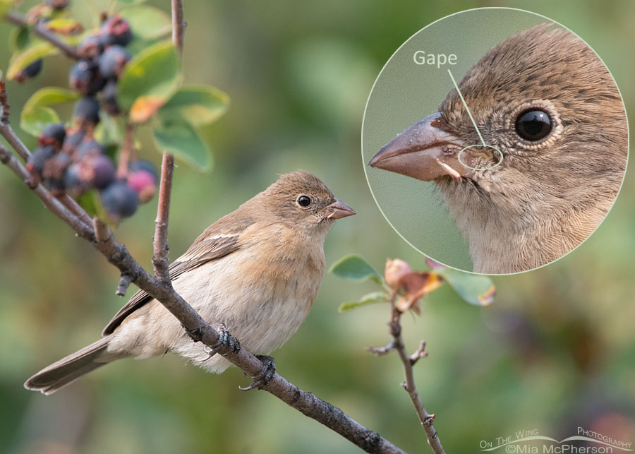 Immature Lazuli Bunting perched in a serviceberry - Inset showing the fleshy gape, Wasatch Mountains, Morgan County, Utah