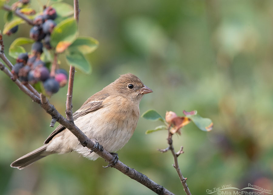 Immature Lazuli Bunting perched in a serviceberry, Wasatch Mountains, Morgan County, Utah