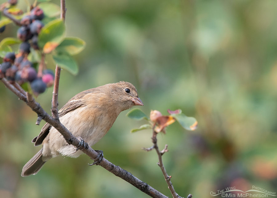 Young Lazuli Bunting checking for ripe serviceberries, Wasatch Mountains, Morgan County, Utah