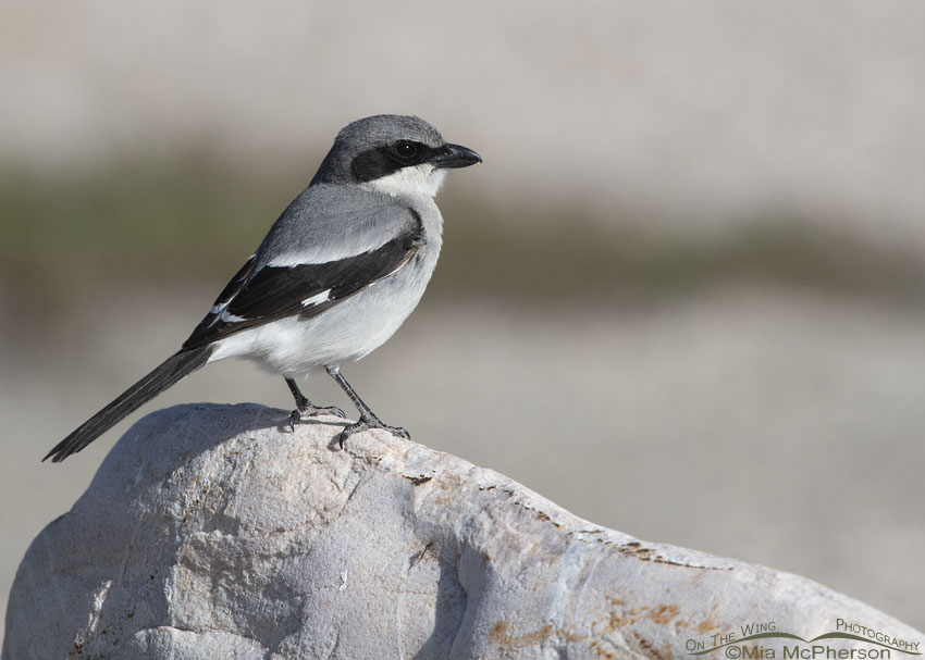 Adult Loggerhead Shrike perched on a boulder, Antelope Island State Park, Davis County, Utah