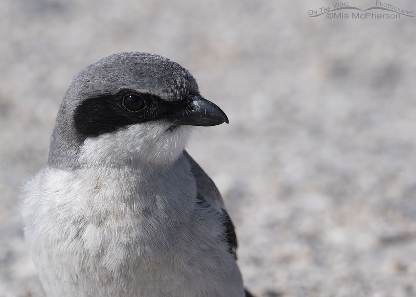 Presumed female Loggerhead Shrike close up, Antelope Island State Park, Davis County, Utah