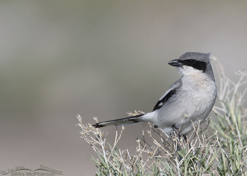 Loggerhead Shrike perched on Rabbitbrush in a breeze, Antelope Island State Park, Davis County, Utah