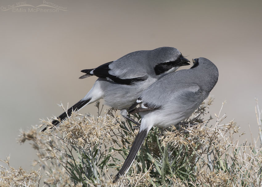 Presumed male Loggerhead Shrike allofeeding the female, Antelope Island State Park, Davis County, Utah