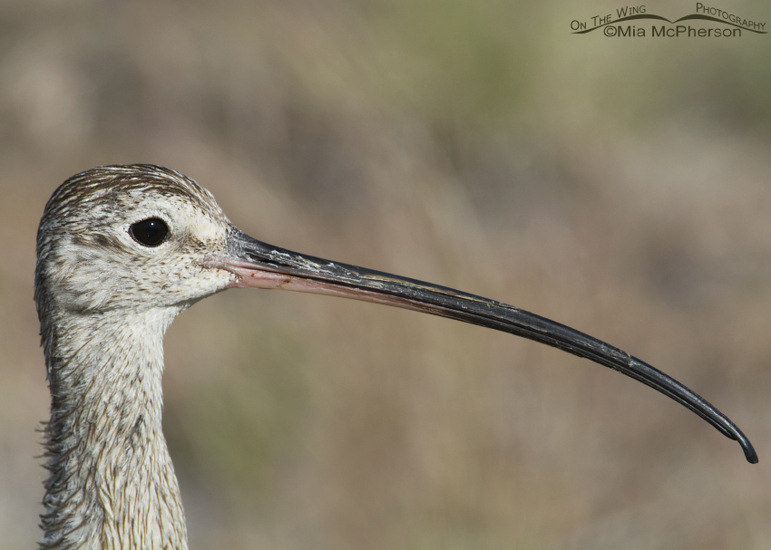 Close up of a male Long-billed Curlew, Antelope Island State Park, Davis County, Utah