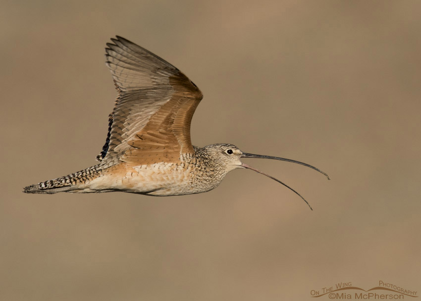 Long-billed Curlew calling in flight over Antelope Island State Park, Davis County, Utah