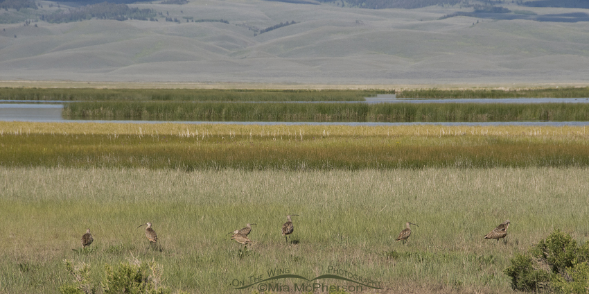 Flock of 7 Long-billed Curlews at Red Rock Lakes National Wildlife Refuge in the Centennial Valley of Beaverhead County, Montana