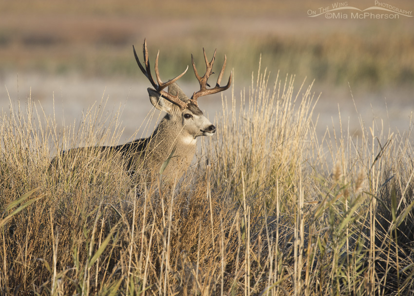 Mule Deer buck in morning light in a marsh at Bear River Migratory Bird Refuge, Box Elder County, Utah