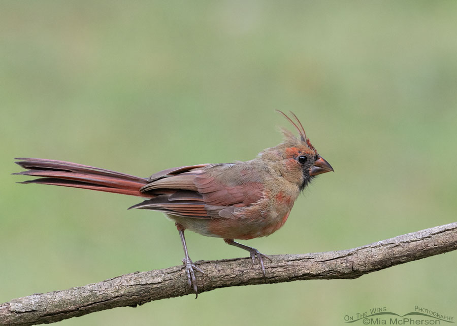 Young male Northern Cardinal molting, Sebastian County, Arkansas