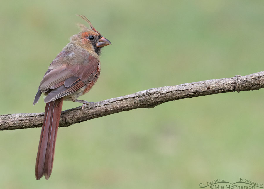 Molting young Northern Cardinal male, Sebastian County, Arkansas