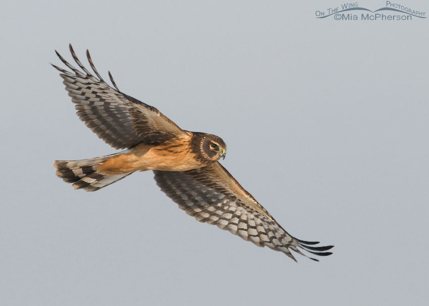 Immature Northern Harrier female in flight over Farmington Bay WMA, Davis County, Utah