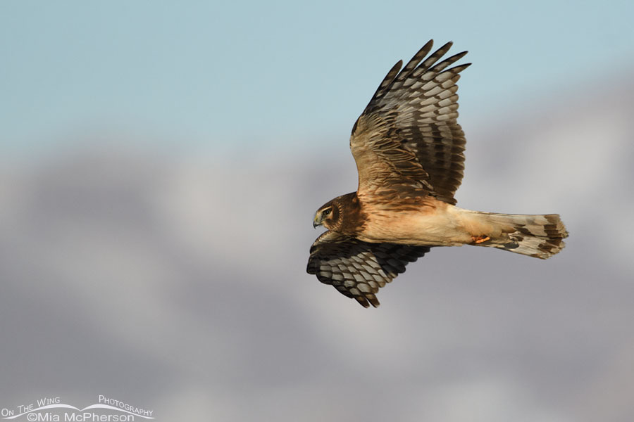 Young Northern Harrier flying over a marsh, Bear River Migratory Bird Refuge, Box Elder County, Utah