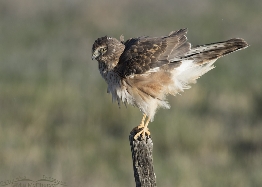 First spring Northern Harrier rousing on a fence post in Box Elder County, Utah