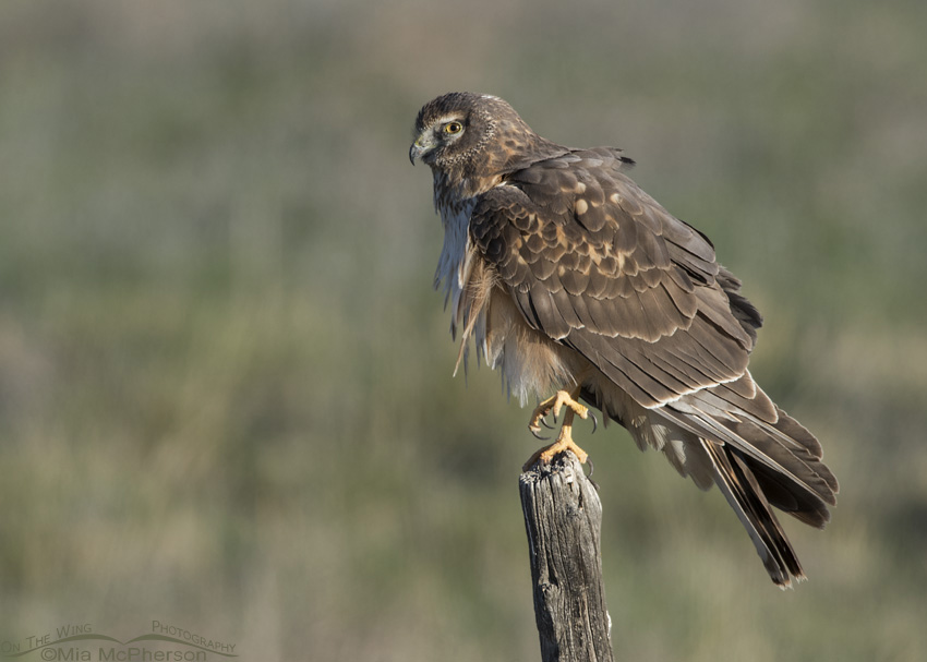 Young Northern Harrier on one leg in Box Elder County, Utah