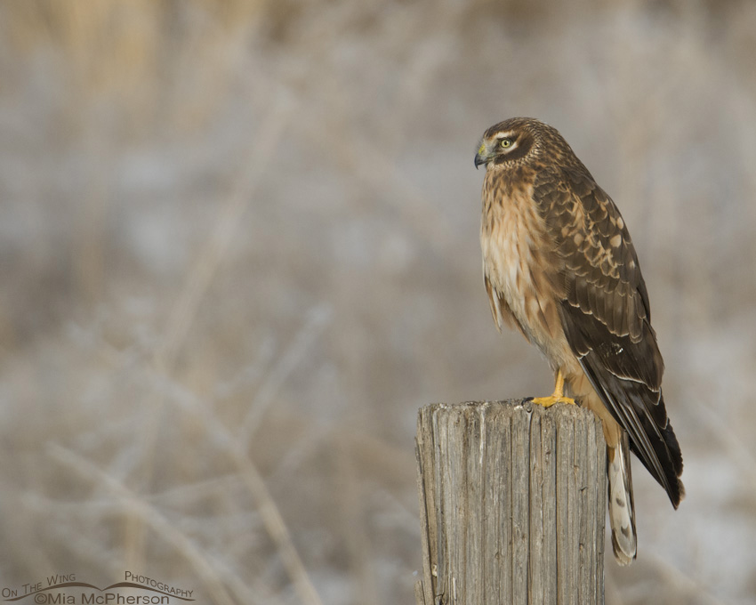 Perched Harrier, Farmington Bay WMA, Davis County, Utah