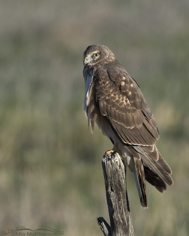 First Spring Northern Harrier perched on a wooden post in Box Elder County, Utah