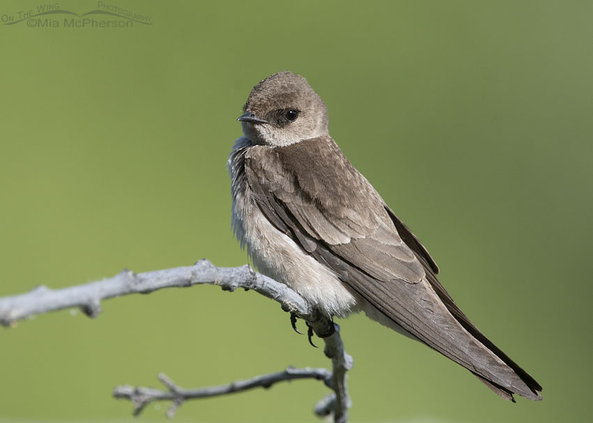 Northern Rough-winged Swallow perched, Wasatch Mountains, Morgan County, Utah