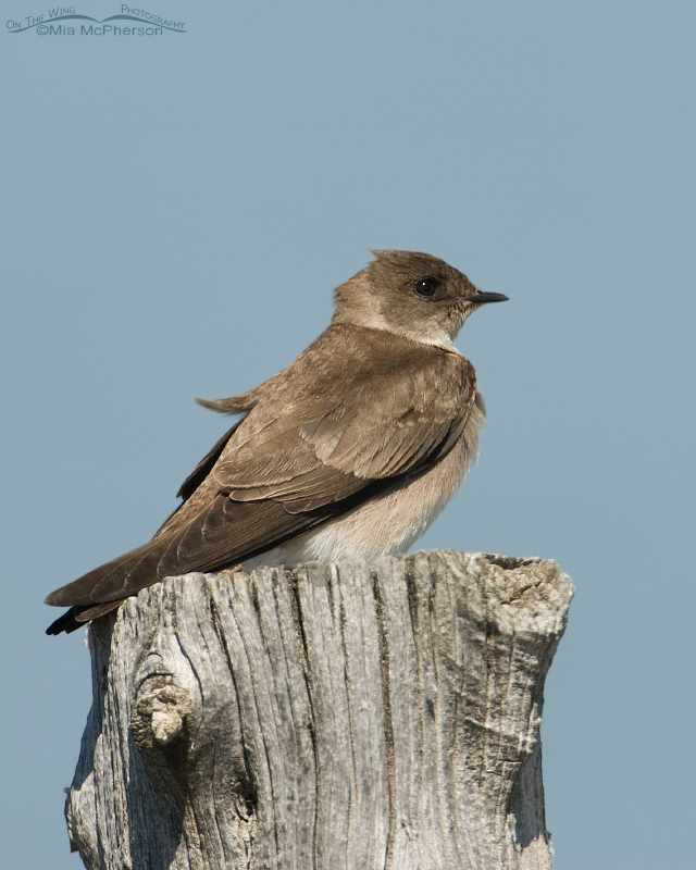 Northern Rough-winged Swallow, Farmington Bay WMA, Davis County, Utah