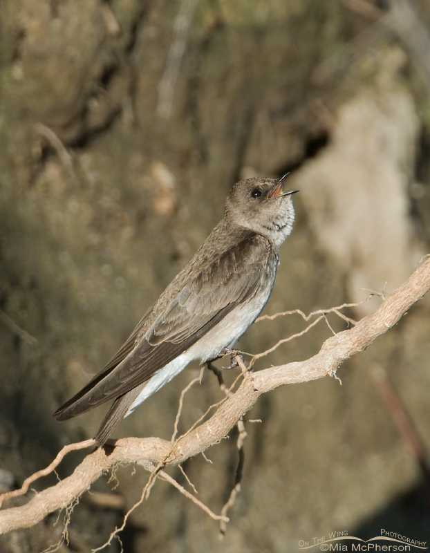 Northern Rough-winged Swallow near the Jordan River, Salt Lake County, Utah