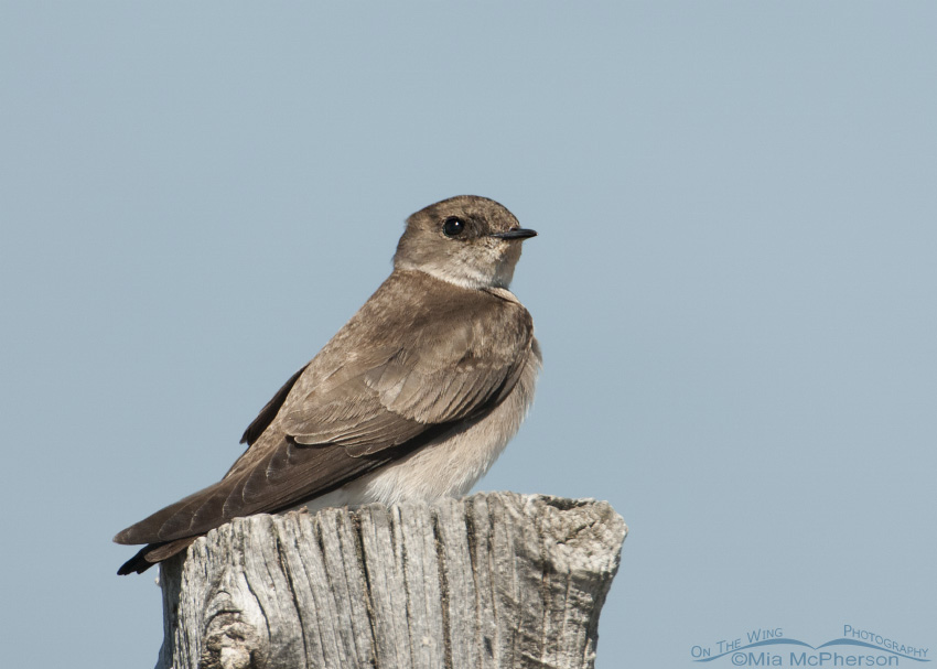 Northern Rough-winged Swallow perched on a fence post, Farmington Bay WMA, Davis County, Utah