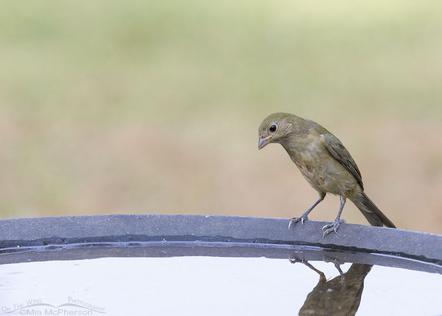 Young Painted Bunting at a bird bath, Sebastian County, Arkansas