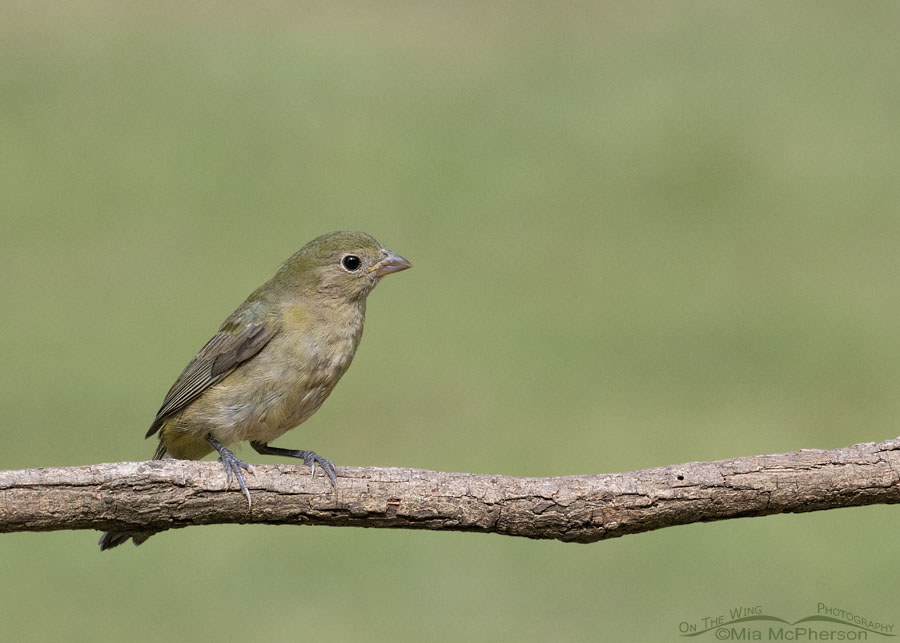 Perched young Painted Bunting, Sebastian County, Arkansas