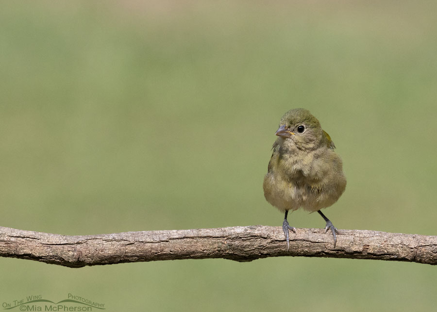 Fluffed up immature Pained Bunting, Sebastian County, Arkansas