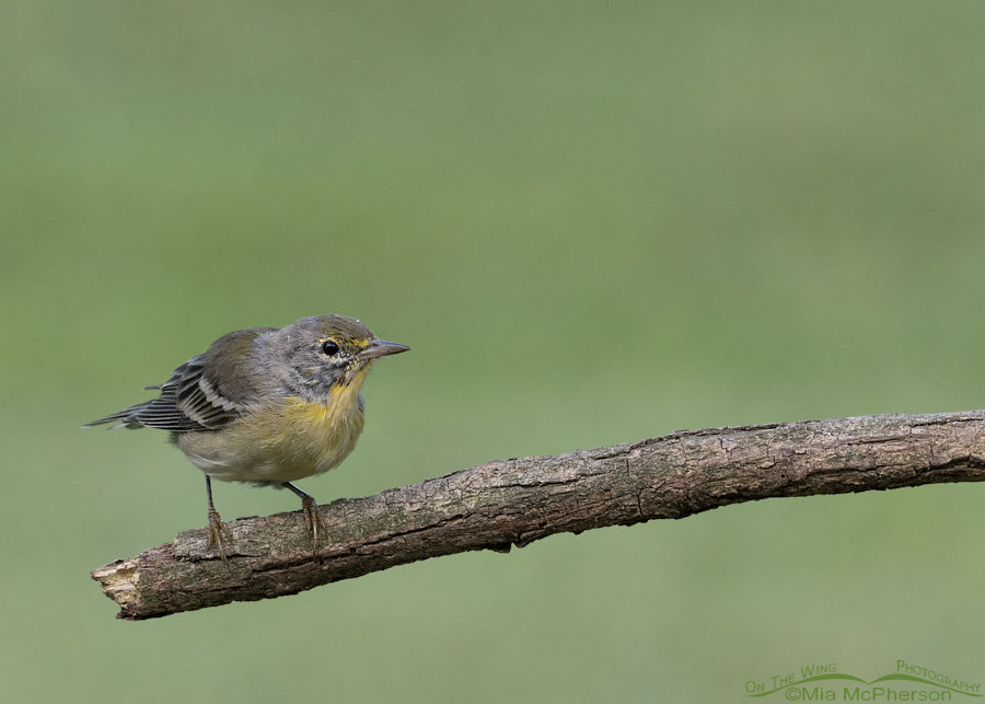 Immature Pine Warbler in Arkansas, Sebastian County