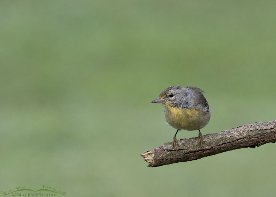 Immature Pine Warbler on a vine, Sebastian County, Arkansas