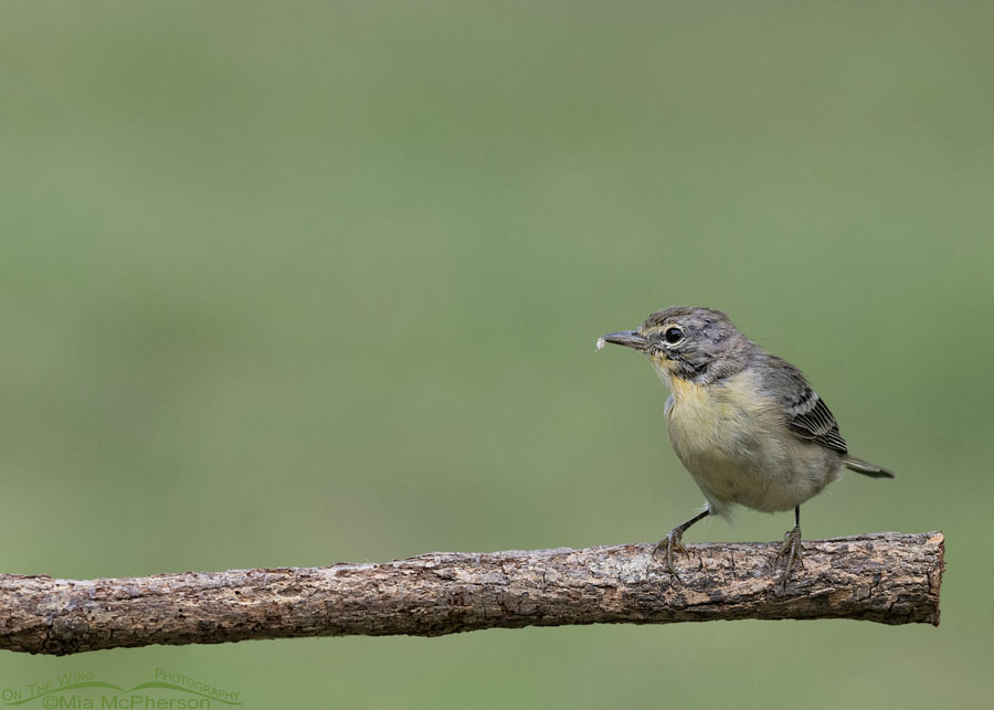 Young Pine Warbler with a bit of food, Sebastian County, Arkansas