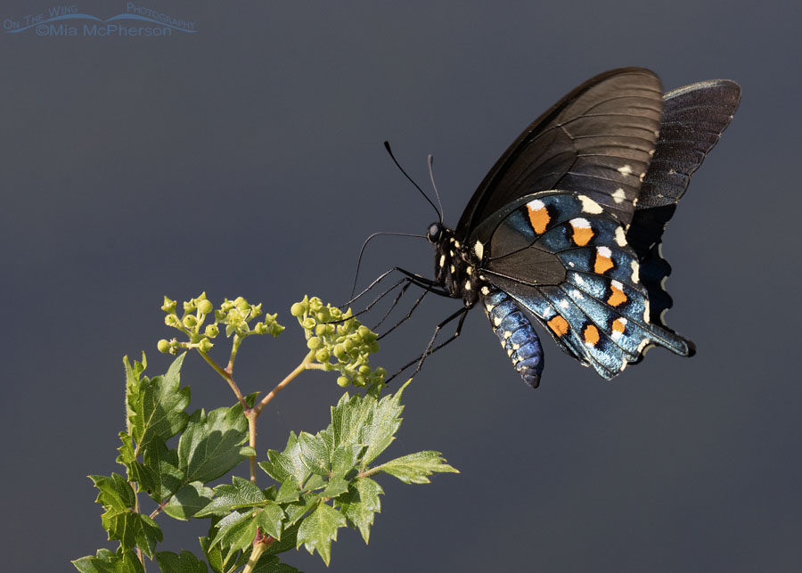 Pipevine Swallowtail next to the Arkansas River, Sequoyah National Wildlife Refuge, Oklahoma