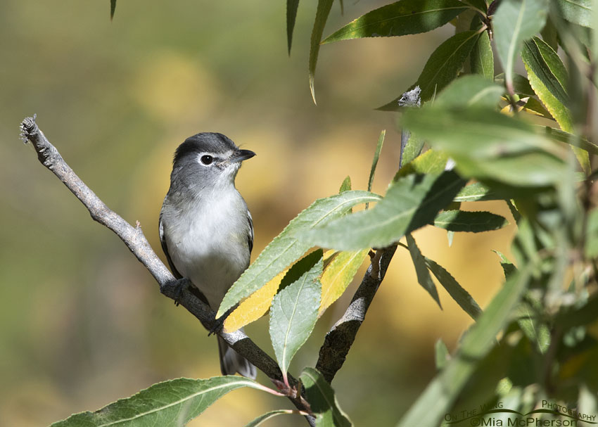 Plumbeous Vireo giving me a curious look, Wasatch Mountains, Morgan County, Utah