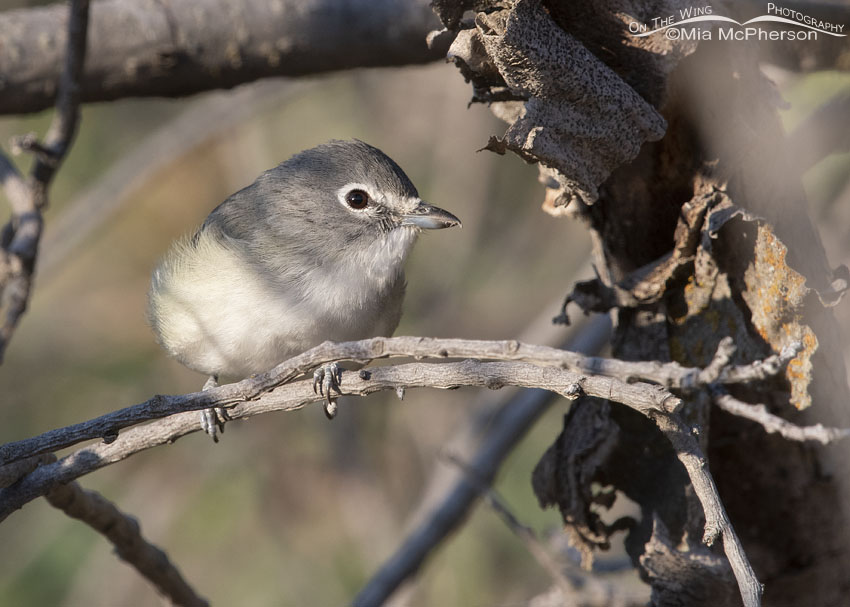 Plumbeous Vireo close up, Wasatch Mountains, Morgan County, Utah