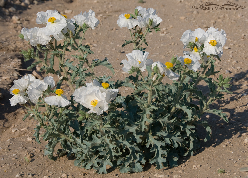 Prickly Poppy plant in bloom, West Desert, Tooele County, Utah