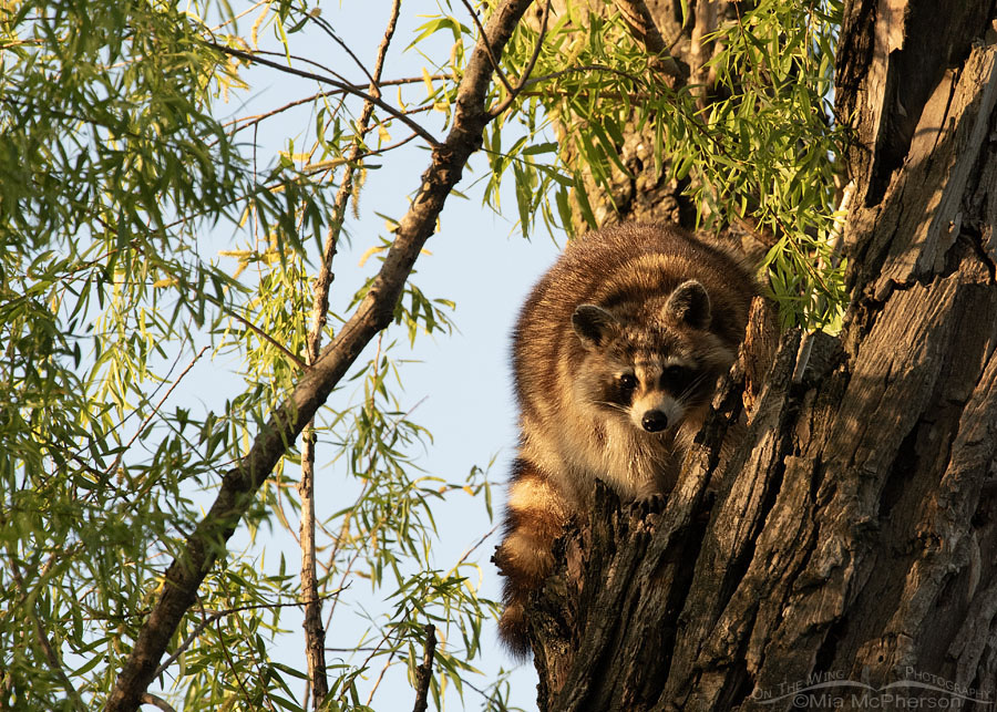 Raccoon in a tree in morning light, Sequoyah National Wildlife Refuge, Oklahoma